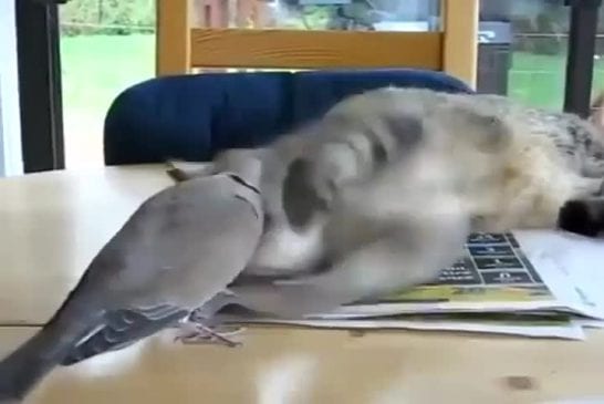 Bonjour d’un oiseau à son pote le chat