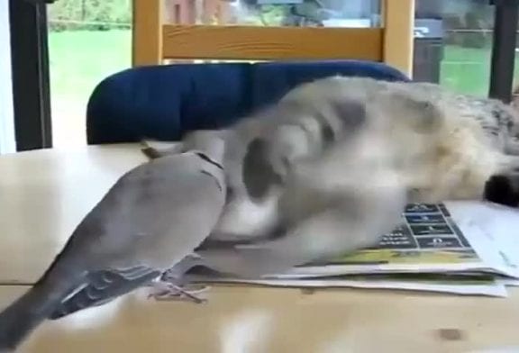 Bonjour d’un oiseau à son pote le chat