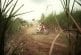 Motocross Race Through A Sugarcane Field Red Bull Cross