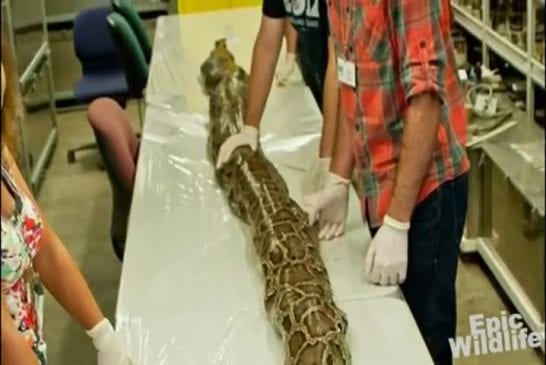 Record Python Captured In Florida