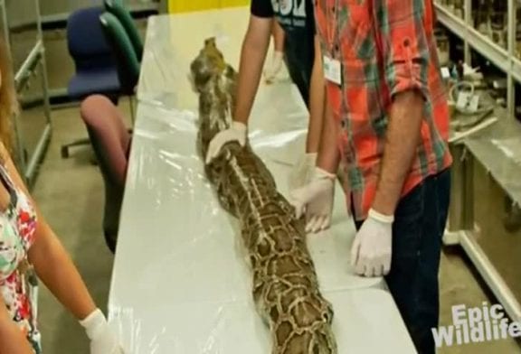 Record Python Captured In Florida