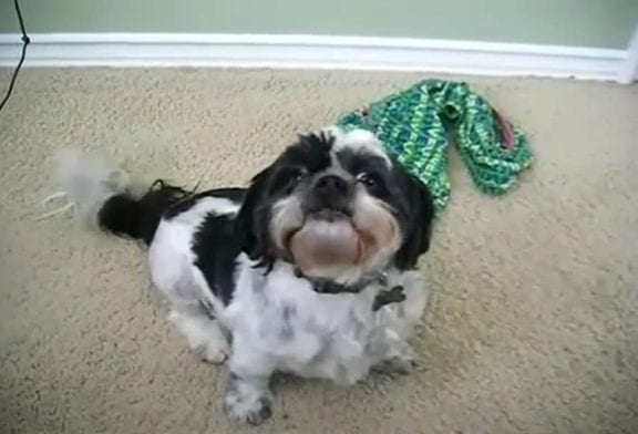 Le pire aboiement de chien au monde !
