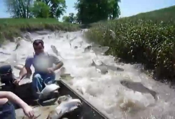 Carp attack