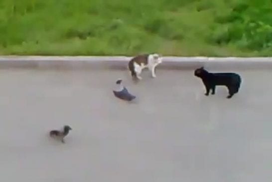 Crows vs cat vs cat street fight