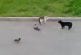 Crows vs cat vs cat street fight