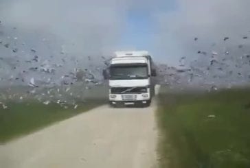 Camion chargé de pigeons voyageurs