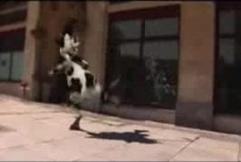 Drôle de vache funny cow