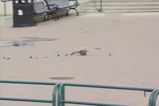 Ducks blown off their feet by the wind