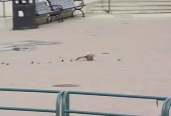 Ducks blown off their feet by the wind