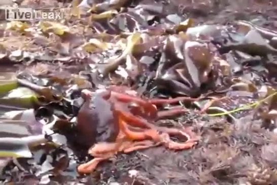 Poulpe rampe hors de l’eau et commence à marcher sur la terre ferme lu