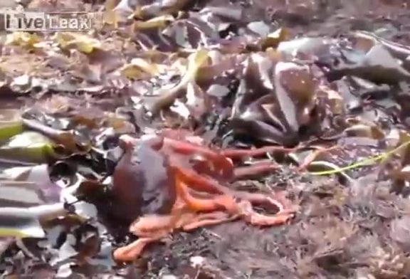 Poulpe rampe hors de l’eau et commence à marcher sur la terre ferme lu