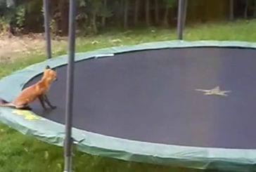 Renard sautant sur mon trampoline