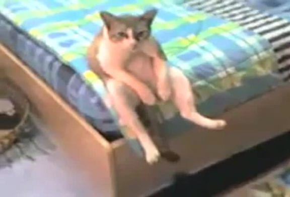 Insolite un chat triste