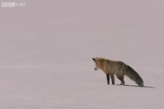 Renard fait de la plongée dans la neige