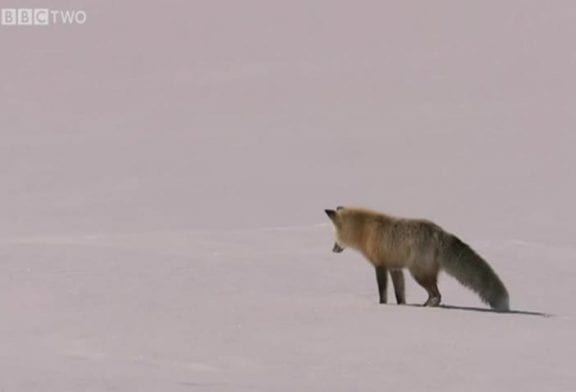 Renard fait de la plongée dans la neige