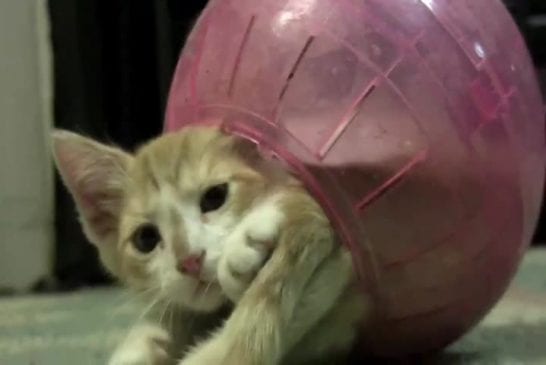 Chaton dans une boule pour hamster