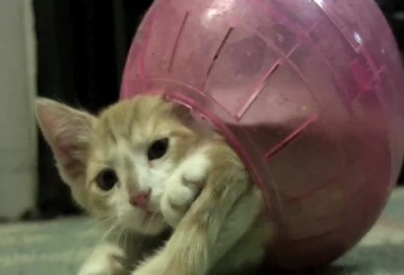 Chaton dans une boule pour hamster