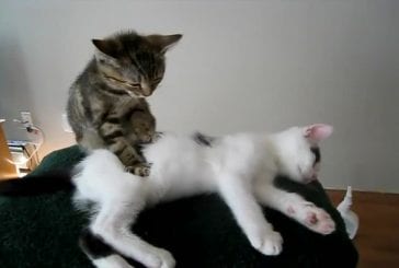 Chat se fait faire un massage