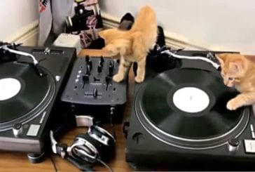 Chats sur des platines de DJ