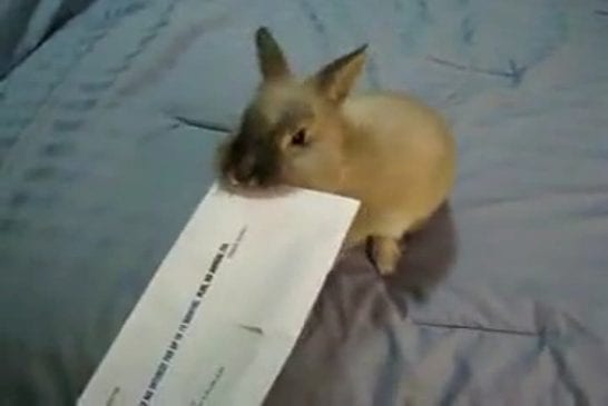 Lapin