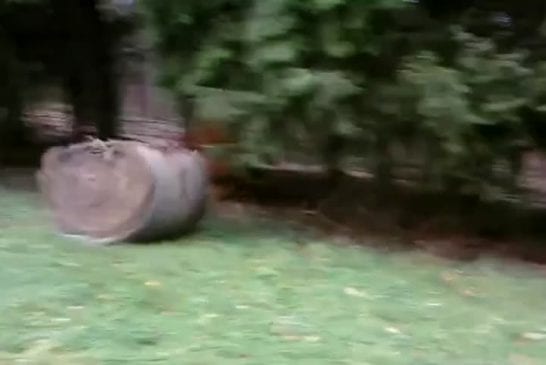 Moritz denkt er kann fliegen d
