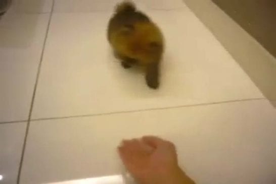 Chiot pomeranian