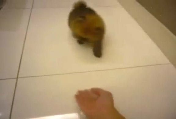 Chiot pomeranian