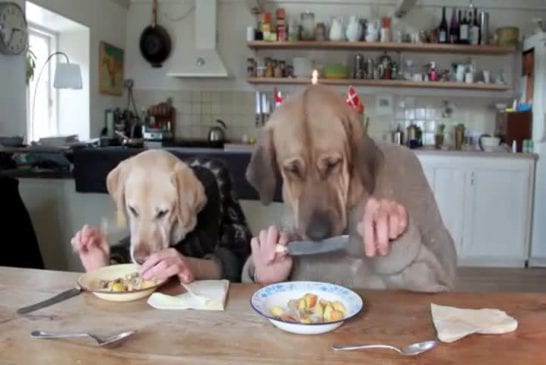 Two dogs dining