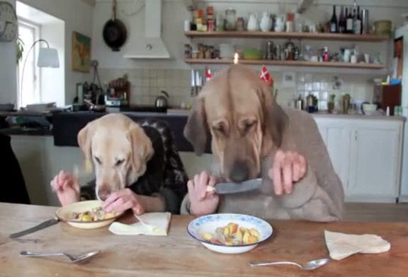 Two dogs dining