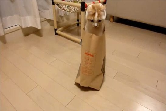 Un chat est dans sa maison de papier