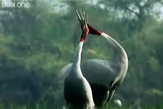 Funny british animal voiceovers