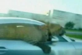 Leopard hangs out of russian audi tt