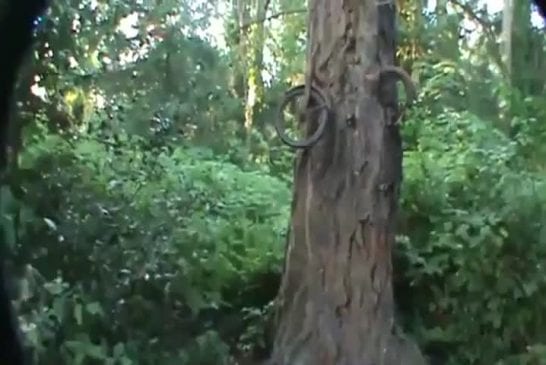 Ce vélo est incrusté dans cet arbre depuis près de 60 ans