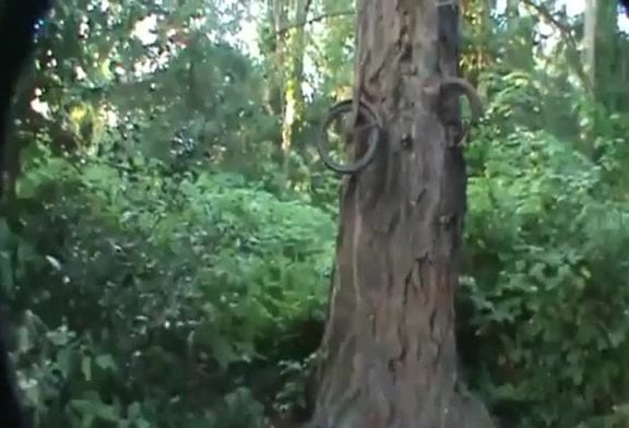 Ce vélo est incrusté dans cet arbre depuis près de 60 ans