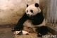 Le bébé panda éternuer