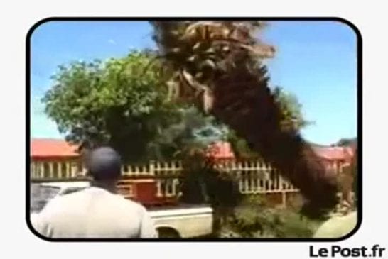 Ecrasé en traversant la route