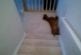 Chien paresseux glisse en bas des escaliers