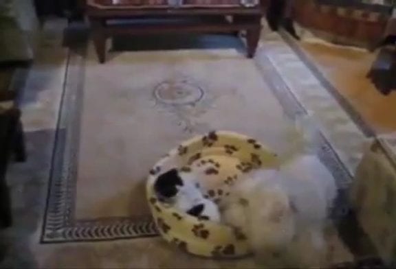 Lutte chien et chat pour un lit