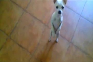 Chihuahua qui fait une petite danse