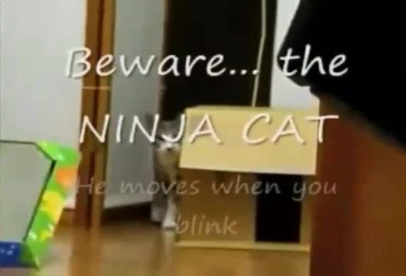 Chat ninja