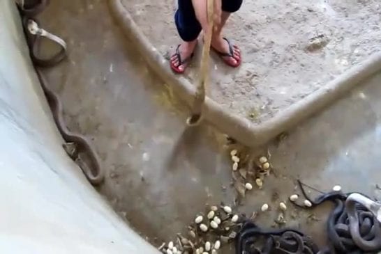 Nettoyage d'une fosse à cobra