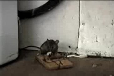 Piège à souris fail