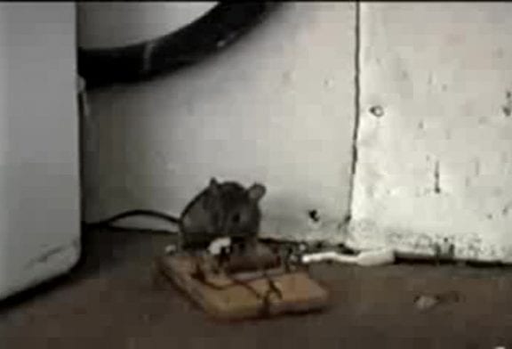 Piège à souris fail