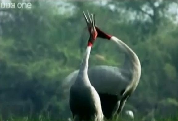 Voix off animale hilarante