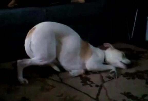 Chien prend une drôle de position pour dormir