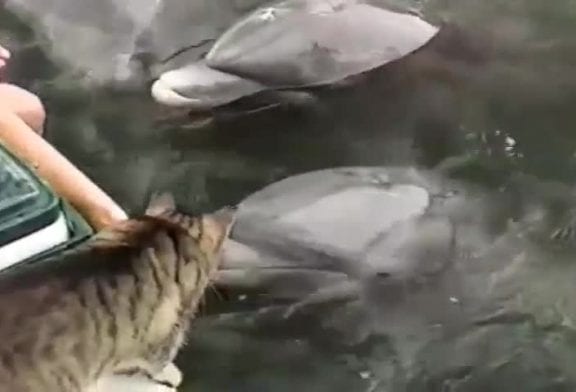 Chat et dauphins qui jouent ensemble!