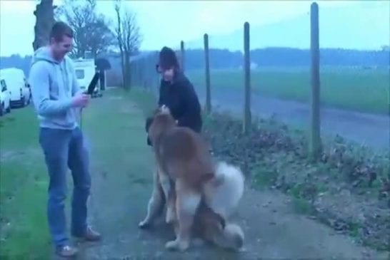 Entretien chien échouer