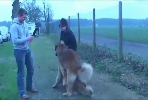 Entretien chien échouer