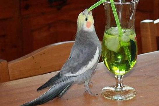 Souhaitez vous boire un petit cocktail