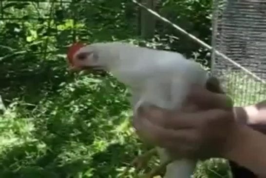 La tête du poulet ne bouge jamais